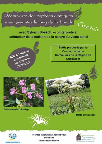 Découverte des espèces exotiques envahissantes le long de la Lauch