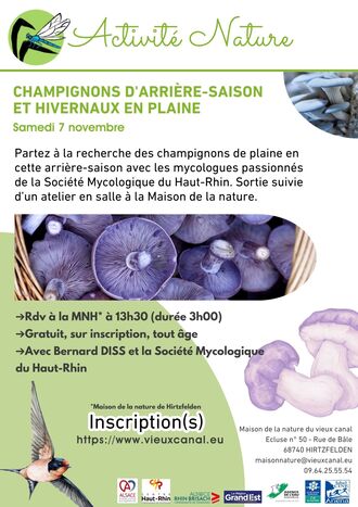 Champignons d'arrière-saison et hivernaux en plaine