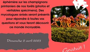 Exposition de printemps des champignon de nos régions