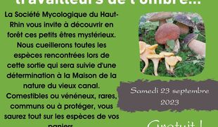 Etranges et inconnus, les champignons, ces travailleurs de l'ombre...