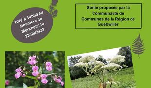 Découverte des espèces exotiques envahissantes le long de la Lauch