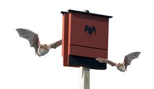 Construction de gîtes à chauves-souris
