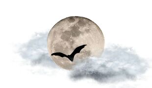 Nuit de la chauve-souris