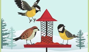 Comment aider les oiseaux en hiver ?