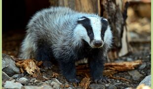 Espèce de blaireau !