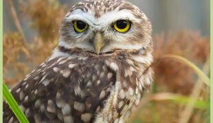 La nuit de la chouette