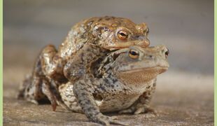 SORTIE : Les crapauds amoureux à Widensolen