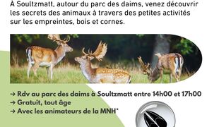 Activités nature sur les traces des daims