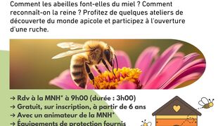 Immersion au cœur du monde des abeilles