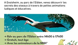 Activités nature entre becs et plumes