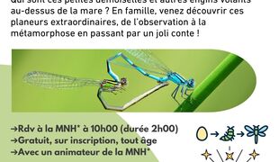Belles libellules