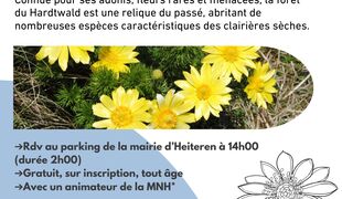 Jeudi nature et culture : La forêt de Heiteren