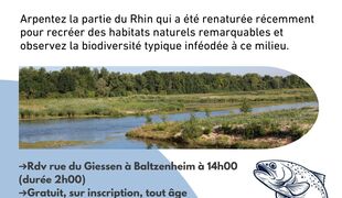 Le Rhin de Biesheim à Baltzenheim, une zone renaturée à découvrir