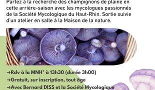 Champignons d'arrière-saison et hivernaux en plaine