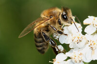 Immersion au cœur du monde des abeilles