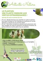 LE PLANTAIN, UNE PLANTE COMMUNE AUX  VERTUS EXTRAORDINAIRES ! 1/2