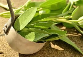 Petits herboristes : découvrir les plantes médicinales les plus communes et fabriquer son herbier – 2 séances (Atelier parent-enfant)