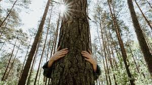 Bain de forêt, entre nature et poésie
