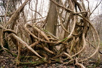 Balade en Forêt Rhénane
