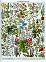 Atelier éveil des 5 sens au côté des plantes et confection d'un gommage 100% naturel