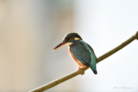 Observer à travers mon objectif - Exposition de photographies naturalistes